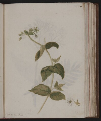 Anteprima dell'oggetto