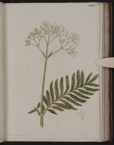 Anteprima dell'oggetto