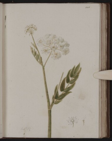 Anteprima dell'oggetto