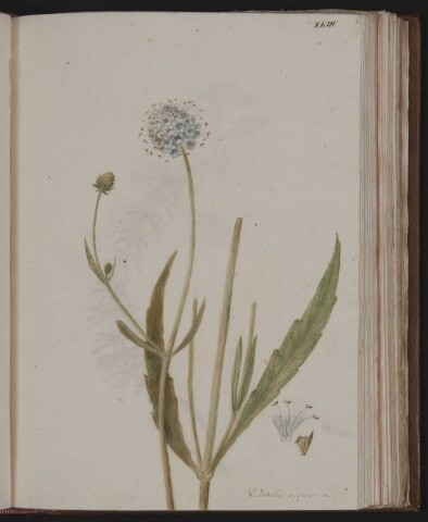 Anteprima dell'oggetto