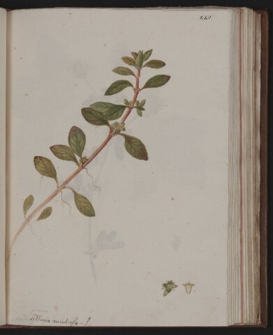 Anteprima dell'oggetto