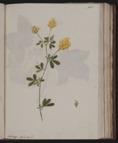 Anteprima dell'oggetto