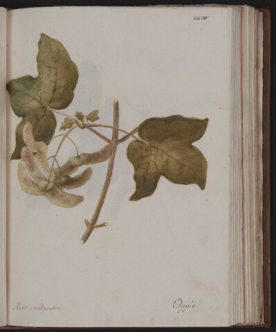 Anteprima dell'oggetto