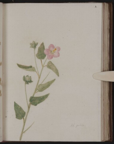 Anteprima dell'oggetto