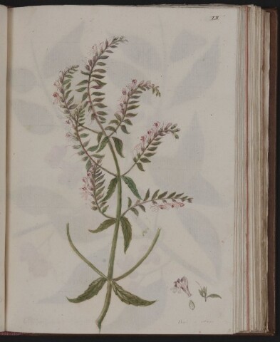 Anteprima dell'oggetto