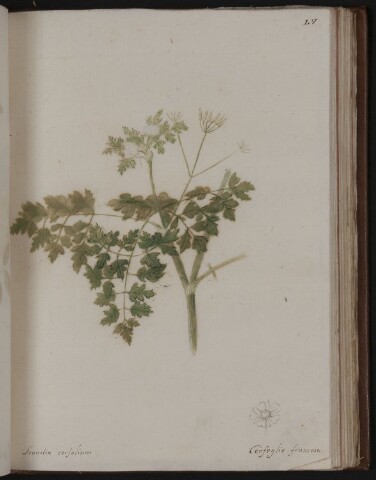 Anteprima dell'oggetto