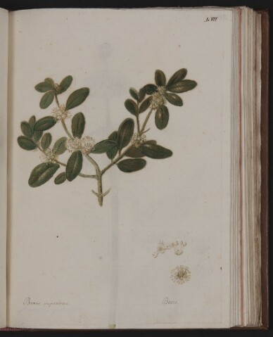 Anteprima dell'oggetto