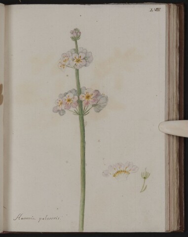 Anteprima dell'oggetto