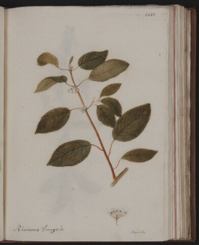 Anteprima dell'oggetto