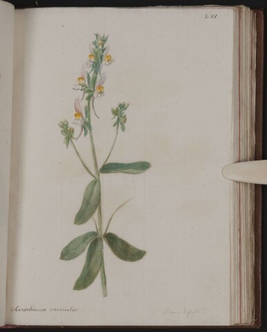 Anteprima dell'oggetto