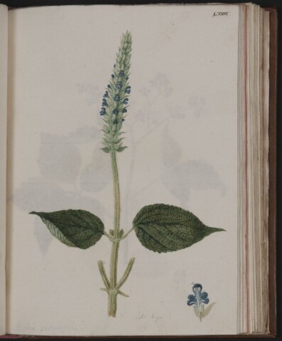 Anteprima dell'oggetto