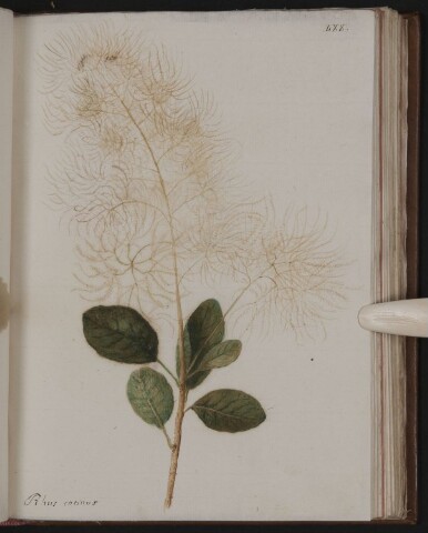 Anteprima dell'oggetto