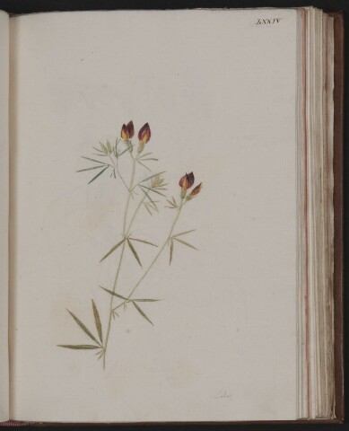 Anteprima dell'oggetto