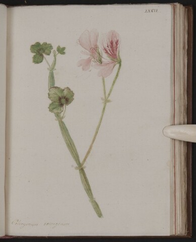 Anteprima dell'oggetto