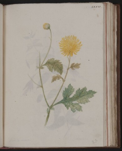 Anteprima dell'oggetto