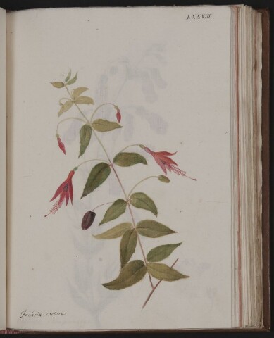 Anteprima dell'oggetto