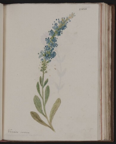 Anteprima dell'oggetto