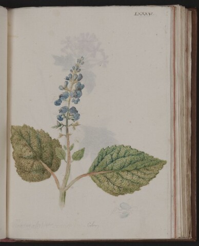 Anteprima dell'oggetto