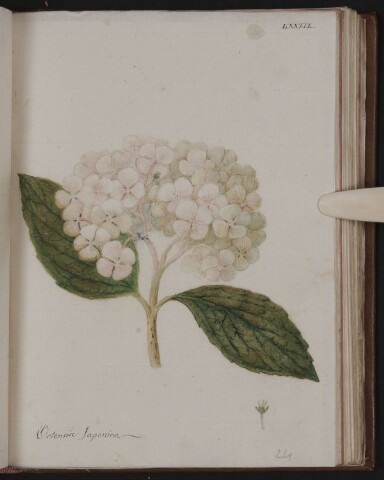 Anteprima dell'oggetto