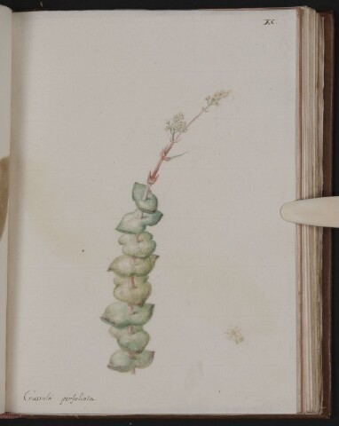 Anteprima dell'oggetto