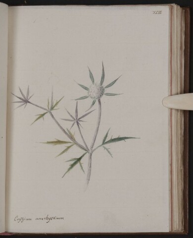 Anteprima dell'oggetto