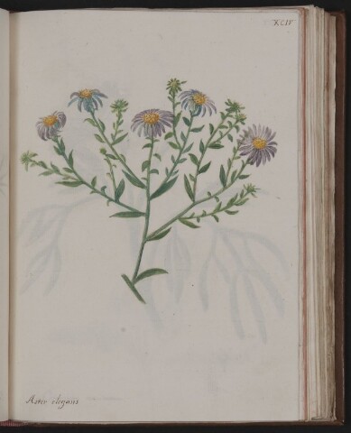 Anteprima dell'oggetto