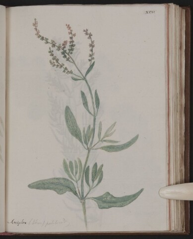 Anteprima dell'oggetto