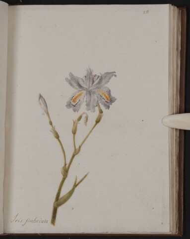 Anteprima dell'oggetto