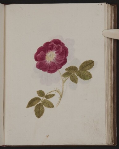 Anteprima dell'oggetto