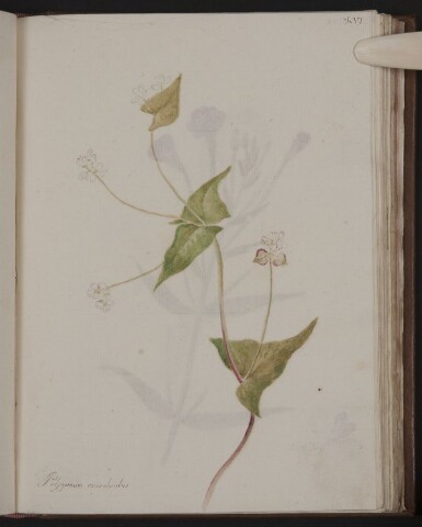 Anteprima dell'oggetto