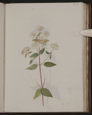 Anteprima dell'oggetto