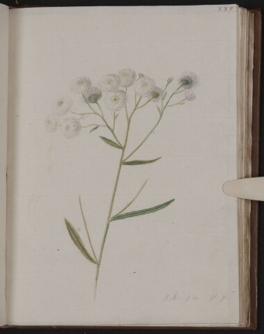 Anteprima dell'oggetto