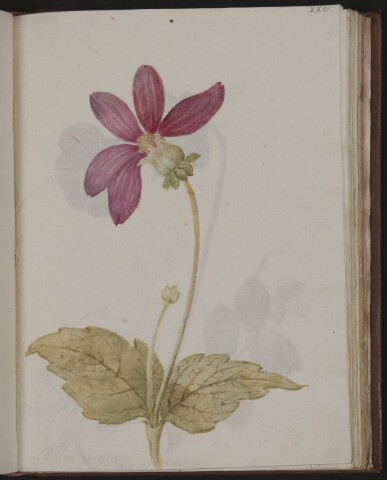 Anteprima dell'oggetto