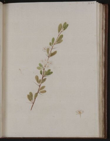 Anteprima dell'oggetto