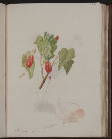 Anteprima dell'oggetto