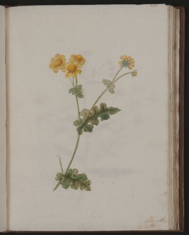 Anteprima dell'oggetto