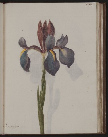 Anteprima dell'oggetto