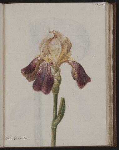 Anteprima dell'oggetto