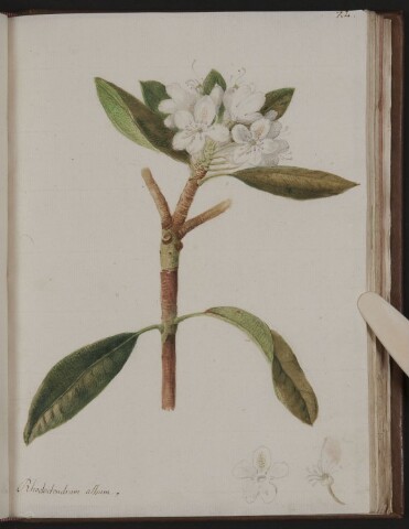 Anteprima dell'oggetto