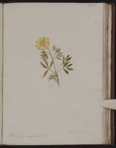 Anteprima dell'oggetto