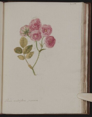 Anteprima dell'oggetto