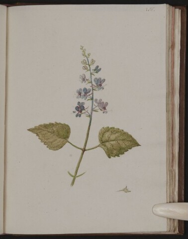 Anteprima dell'oggetto