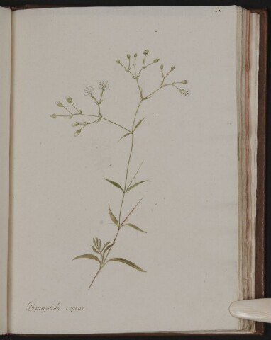 Anteprima dell'oggetto