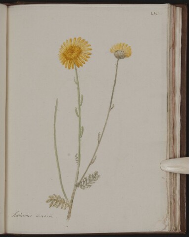 Anteprima dell'oggetto