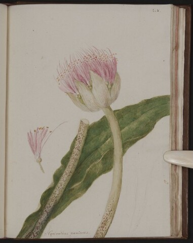 Anteprima dell'oggetto