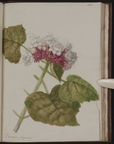 Anteprima dell'oggetto