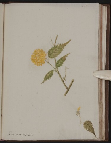 Anteprima dell'oggetto