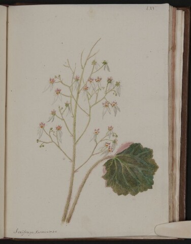 Anteprima dell'oggetto