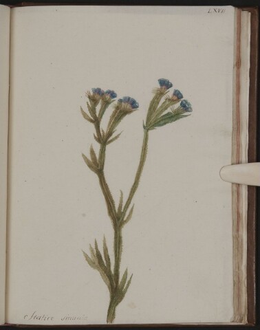 Anteprima dell'oggetto