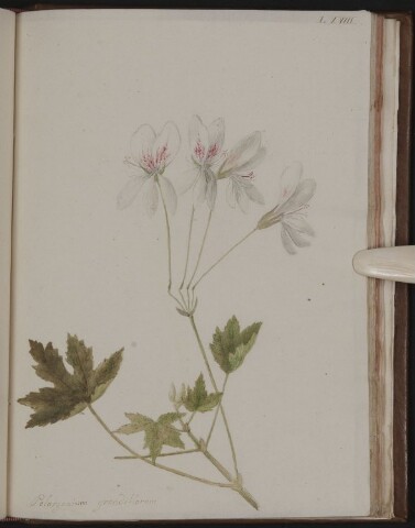 Anteprima dell'oggetto